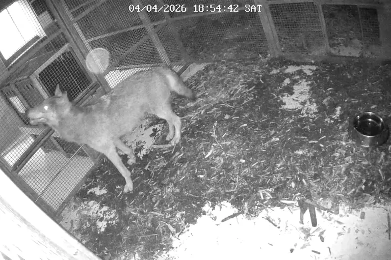 Wolf in Hamburg: Der Wolf ist jetzt auf Bewährung