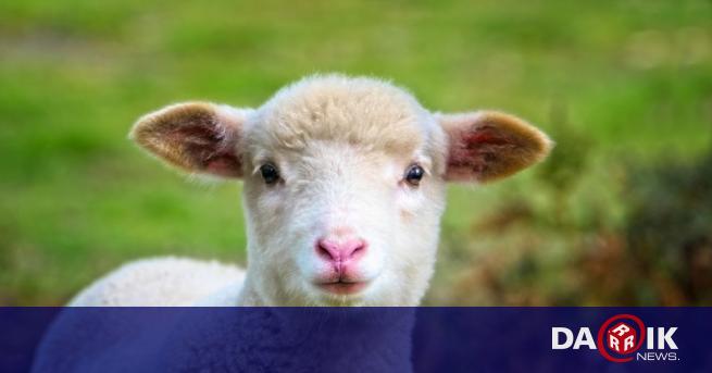 Бивш служител на ДФ „Земеделие“ е предаден на съд за подкуп от над 14 000 лв. и две агнета