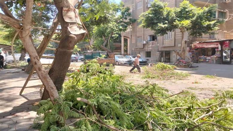 «الجيزة» تؤمن شجرة تهدد حياة المواطنين بالعجوزة وتخلي محيط مدرسة بالهرم من الإشغالات